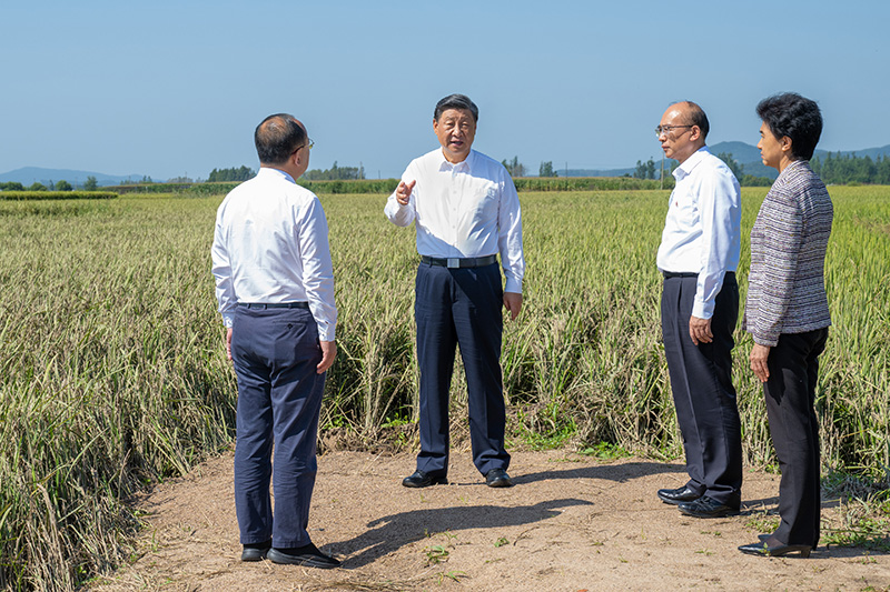 9月6日至8日，中共中央總書記、國家主席、中央軍委主席習近平在黑龍江考察。這是7日上午，習近平在遭受洪澇災害的哈爾濱尚志市老街基鄉(xiāng)龍王廟村，察看水稻受災情況。